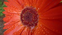 red gerber daisy flower