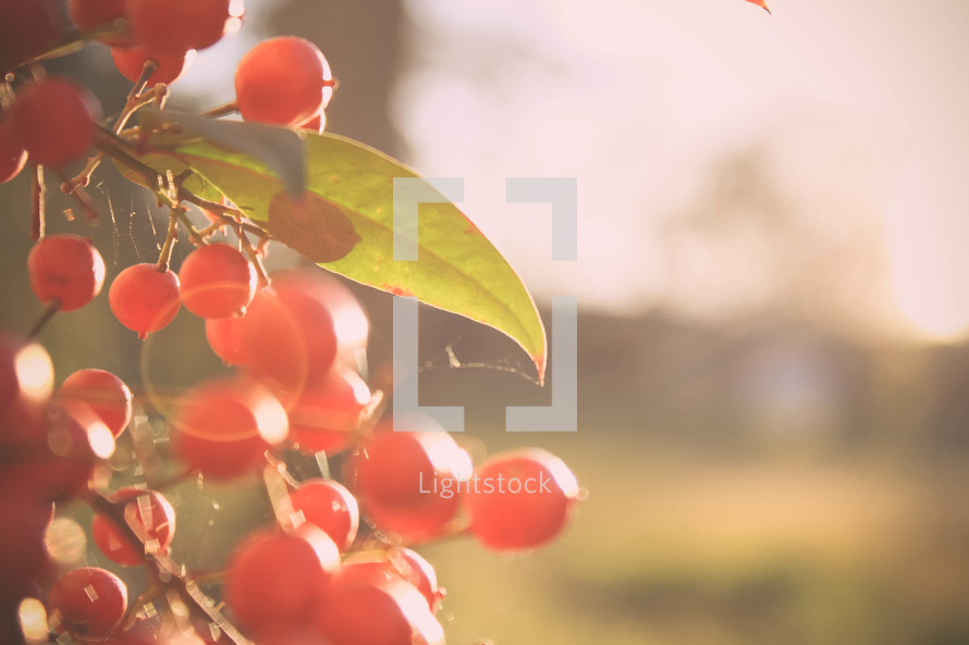 Red berries and leaves.