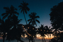 silhouettes of palm trees in an evening sky