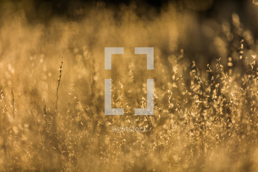 tall golden grasses in a fall field 
