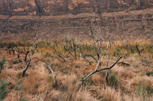 dry trees in desert landscape 