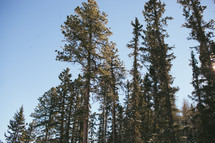 tops of tall pine trees