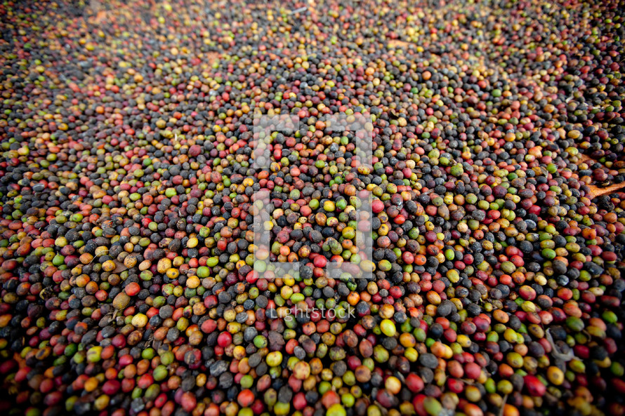 coffee berries in Uganda 