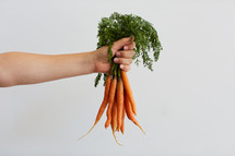 arm holding out bunch of carrots 