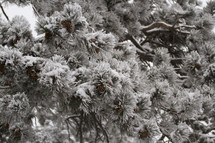 Snow covered evergreen trees.