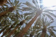 desert palm trees 