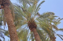 desert palm trees 