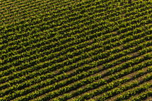 Vineyard rows from above