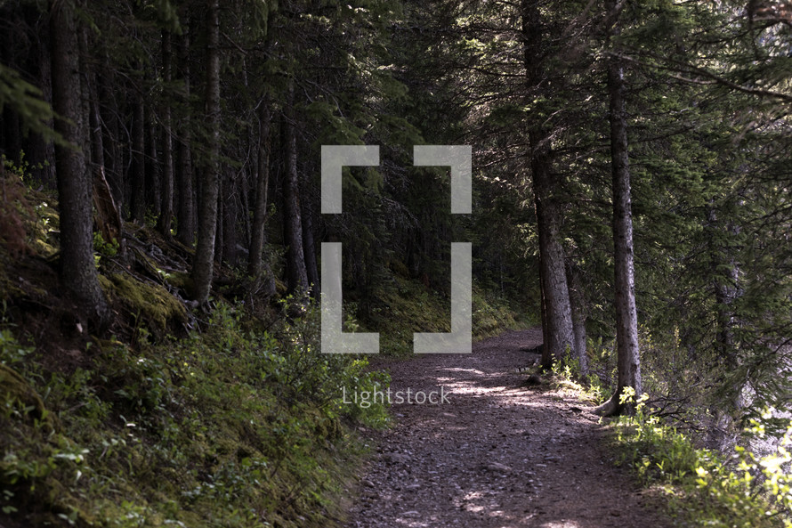 beautiful path through the forest