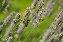 Bee on the lavender flowers
