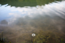 dandelion at the edge of a pond 