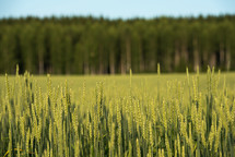 tall green wheat 