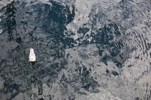 a seagull on water 