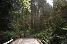 a path through a forest 