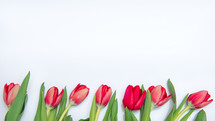 Flat lay of red tulips isolated on white for one side with copy space