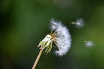 spreading out dandelion – blowball with flying seeds,  
dandelion, blowball, seed, seeds, spread, flying, away, nature, spring, fly, send, send out, spread out, parachute, chute, fine, subtle, delicate, graceful, petite, tiny, ball, blow, blowing, puff, breath, outdoor, plant, vegetation, fleeting, fugitive, sensitive, tender, soft, damageable, slender, flower