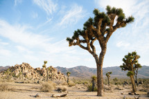 desert trees and cactus 