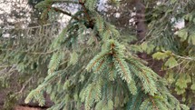 Close up shot of spring spruce twig. Slow motion 4K
