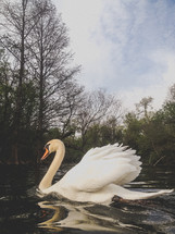 elegant white swan on the water