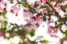 pink flowers on a tree branch 