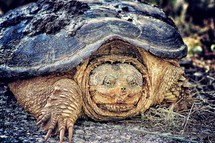turtle crawling on ground