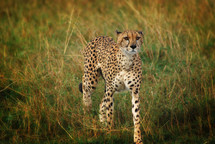 Cheetah stalking