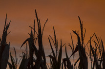 Silhouette of corn stalks at dusk