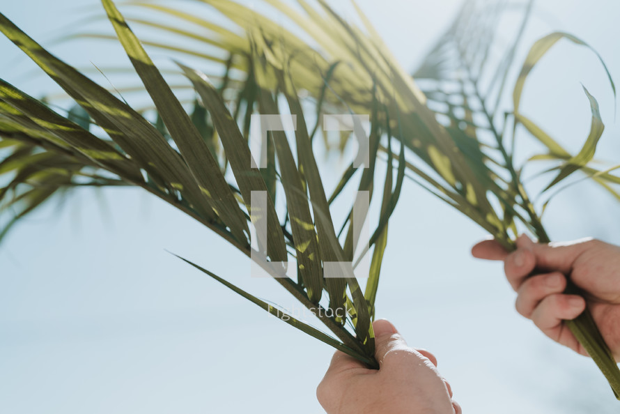 hands holding up palm fronds 