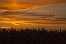 A colorful sunset beyond a corn field