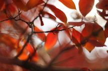 orange fall leaves on a tree 