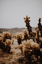 cacti in a desert 