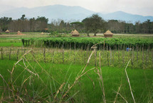 Grass huts in a field of crops.