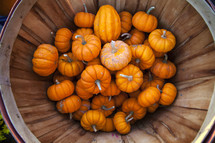 Basket filled with small pumkins.