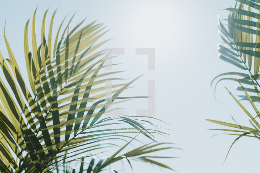sunlight on palm leaves 