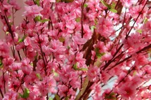 Branches full of pink spring blossoms.