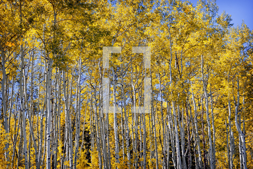 An Aspen grove in the Colorado Rocky Mountains shows off its golden autumn colors on a sunny September afternoon.