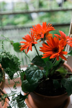 potted gerber daisy in a window sill 