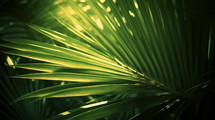 Natural palm leaves background. 