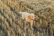 Authentic Portrait Tiny Pedigreed Golden Retriever Puppy Running in Sunset Light