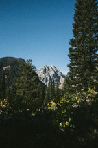 view of a mountain peak through trees in a forest 