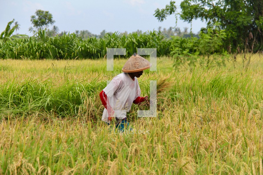 Man harvesting rice 
