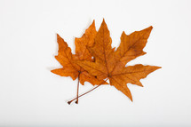 fall leaves on a white background