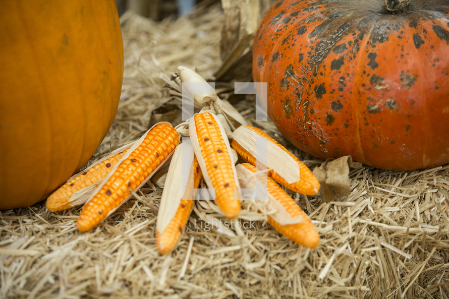 corn and pumpkins in hay