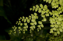 cilantro leaves 