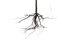 roots of a plant against a white background 