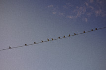 birds on a wire - blue sky