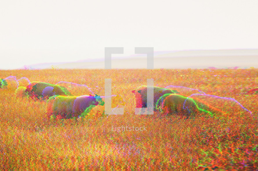 abstract loading image of sheep grazing in a field 