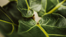 green houseplant leaves 
