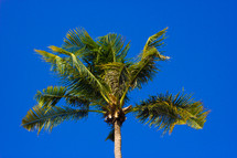 looking up to the top of a palm tree and blue sky 