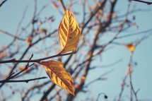 new leaves on a barren tree